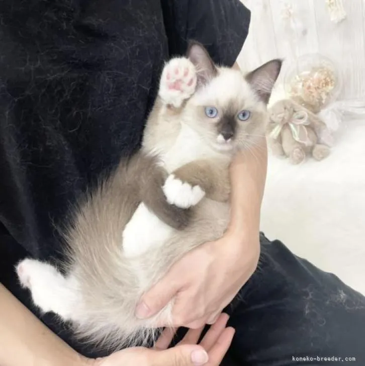 ID:2205-00904の子猫