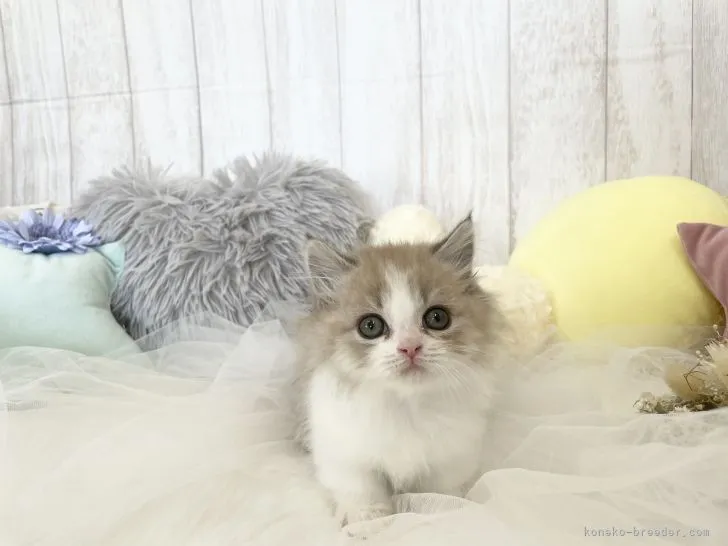 ID：2108-00484の子猫