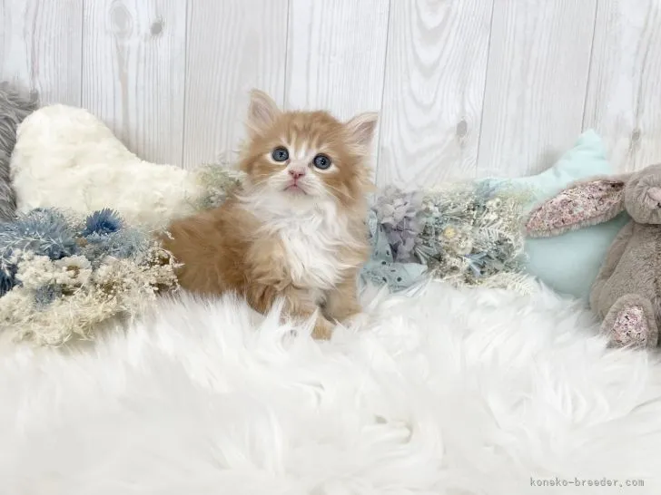 ID：2203-02331の子猫