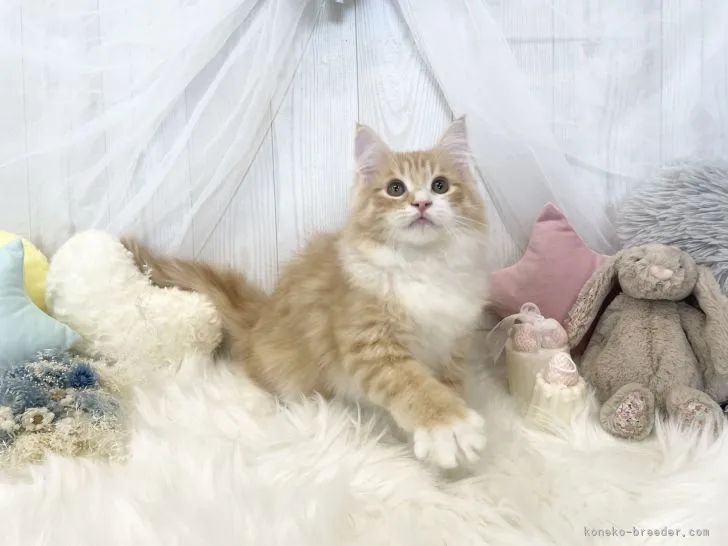 ID:2110-00283の子猫