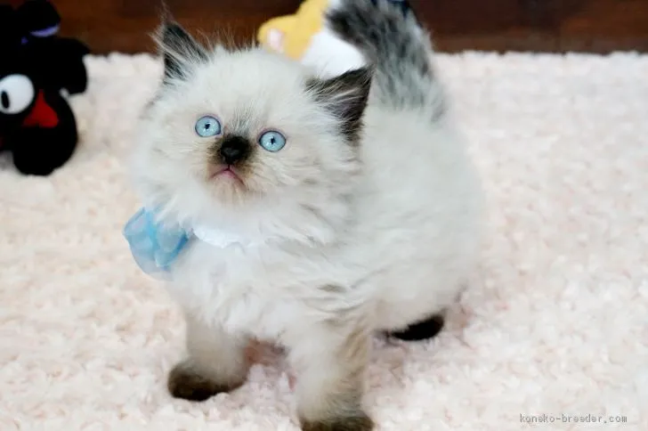 ID：1909-00175の子猫