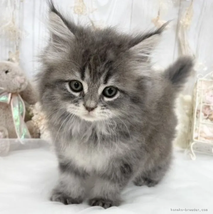 ID：2302-01880の子猫