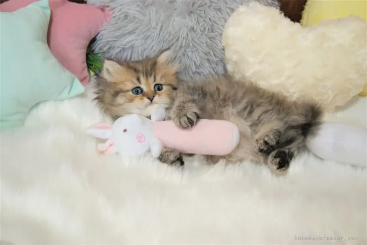 ID：2104-00100の子猫