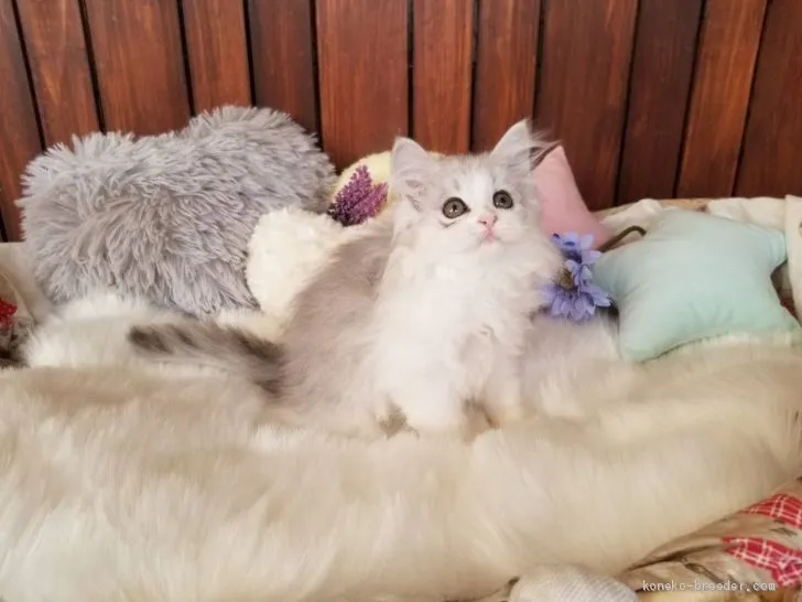 ID：2103-00668の子猫