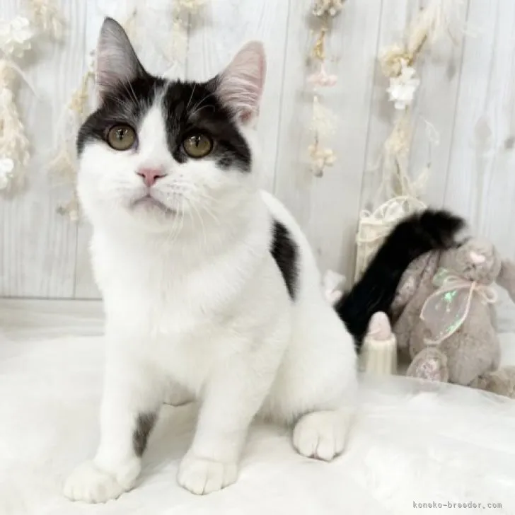 ID:2211-02661の子猫