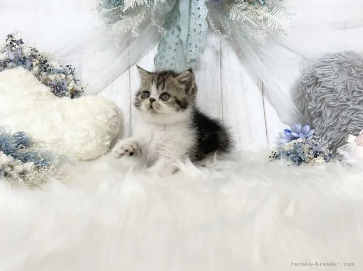 ID：2107-02532の子猫