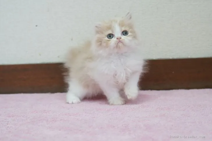 ID：2002-01405の子猫