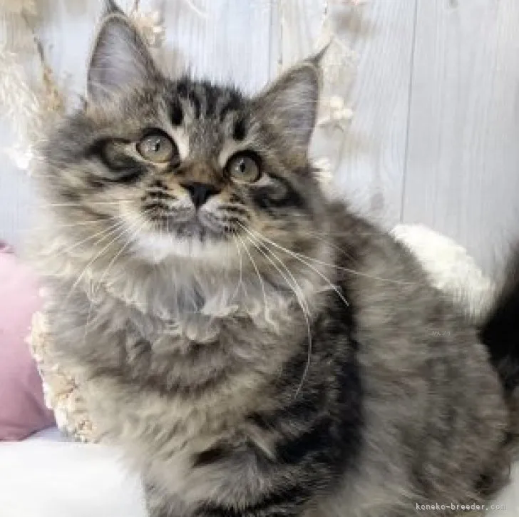 ID：2306-01918の子猫