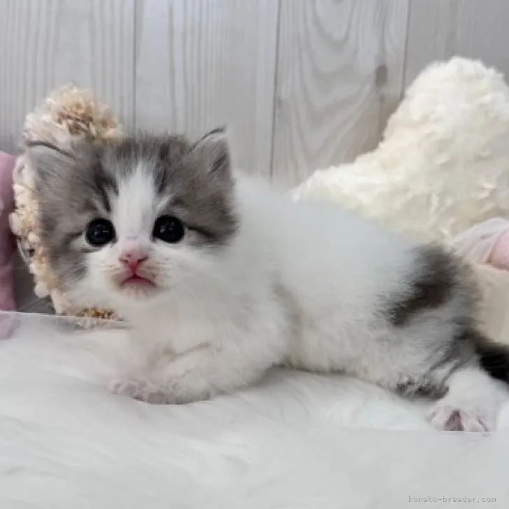 ID：2311-00874の子猫