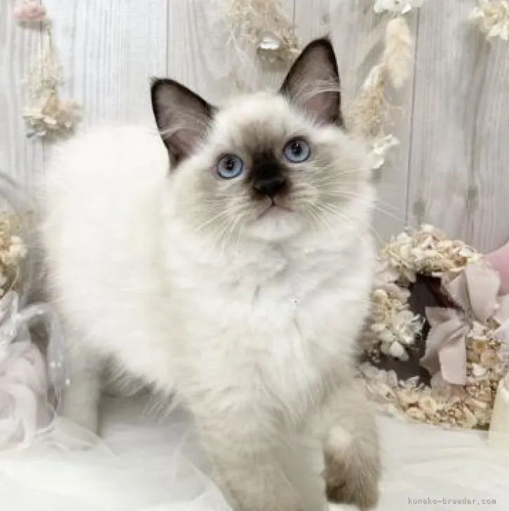 ID：2211-00962の子猫