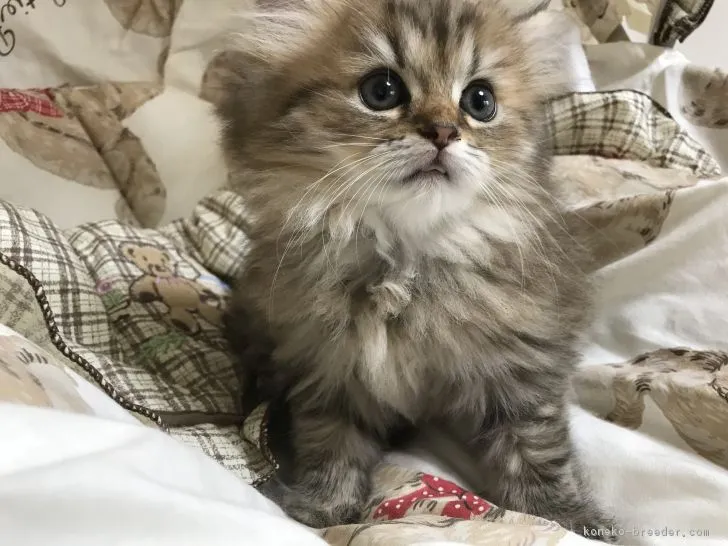 くみ 様のお迎えした子猫