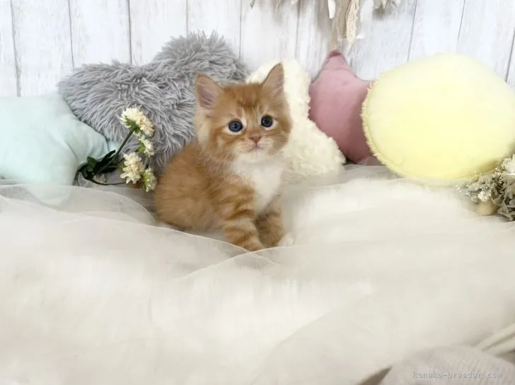 ID：2105-00874の子猫