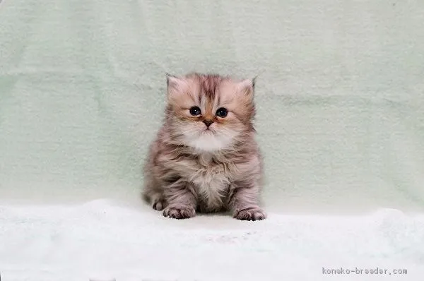 ID：2005-02371の子猫