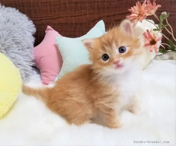 A.F. 様のお迎えした子猫