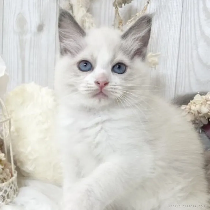 ID：2307-01054の子猫