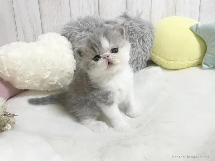 ID：2107-02531の子猫