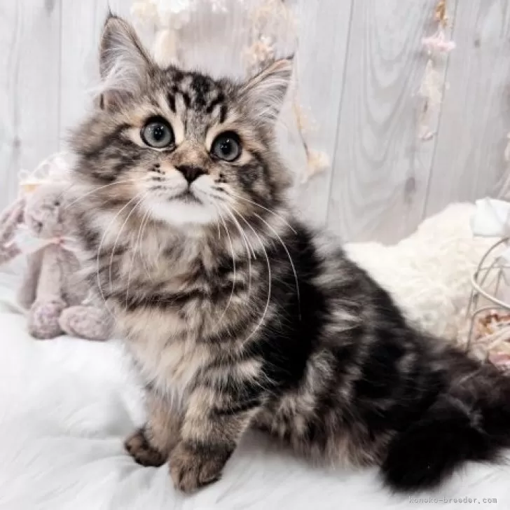 ID：2309-02756の子猫