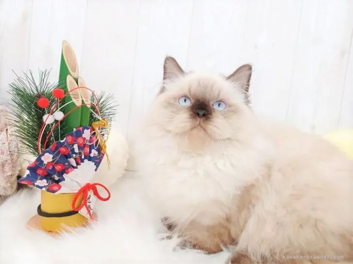 ID:2109-00353の子猫