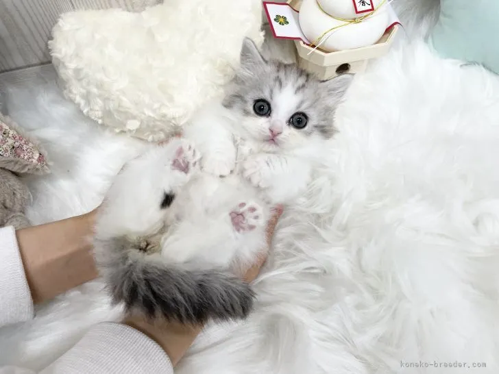 ID：2112-02127の子猫