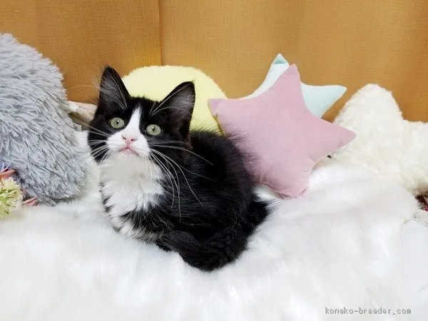 M 様のお迎えした子猫