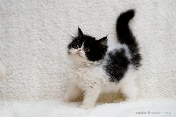 ID：1808-01001の子猫