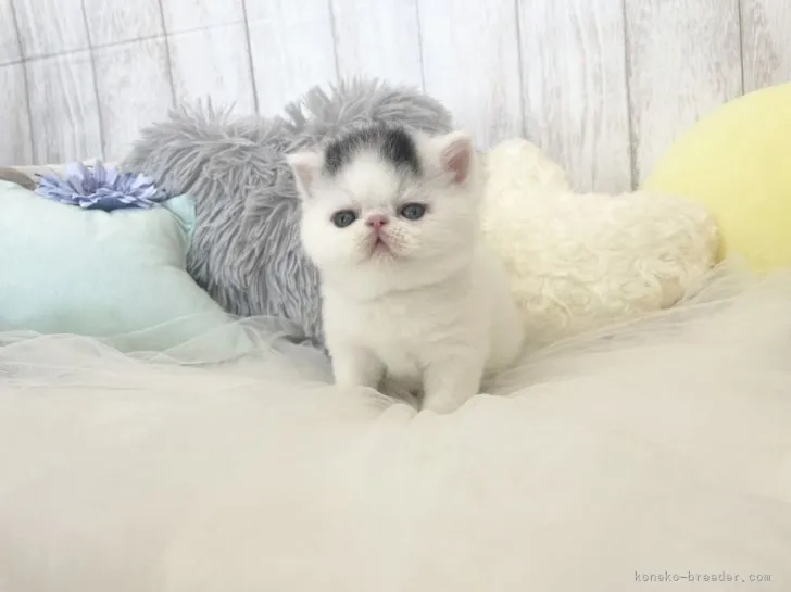 ID:2108-01441の子猫