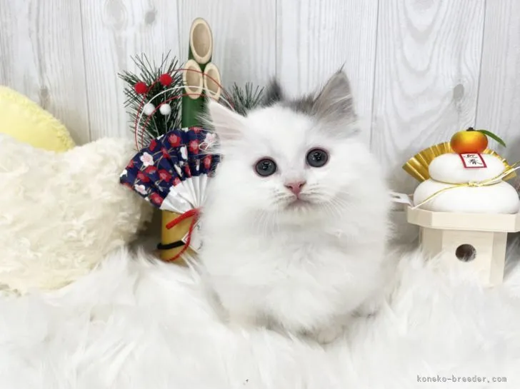 ID：2201-00241の子猫