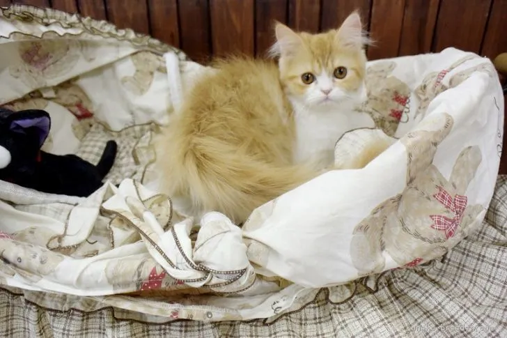 れもん 様のお迎えした子猫