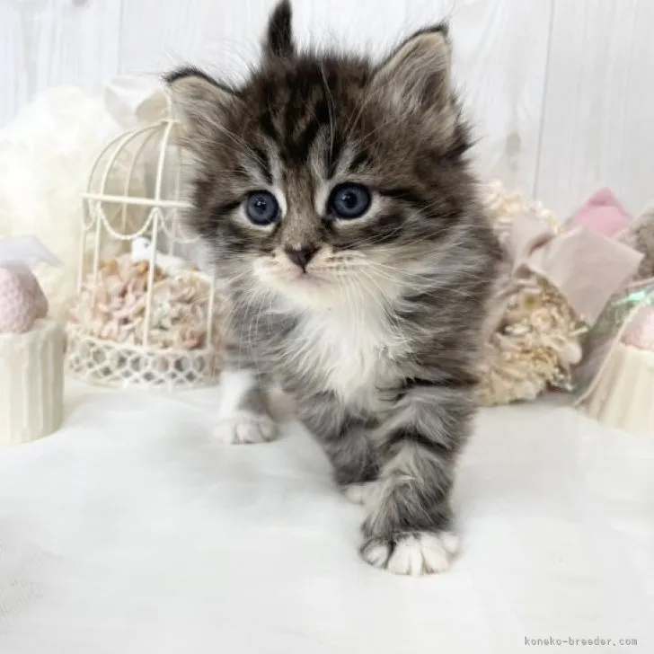 ID：2305-00930の子猫