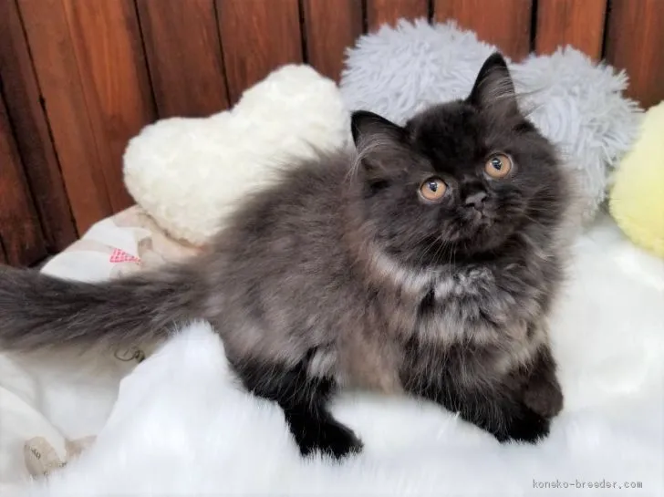 ID：2010-00198の子猫