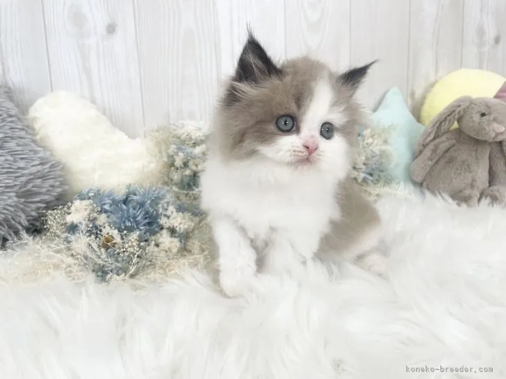 ID：2203-01875の子猫