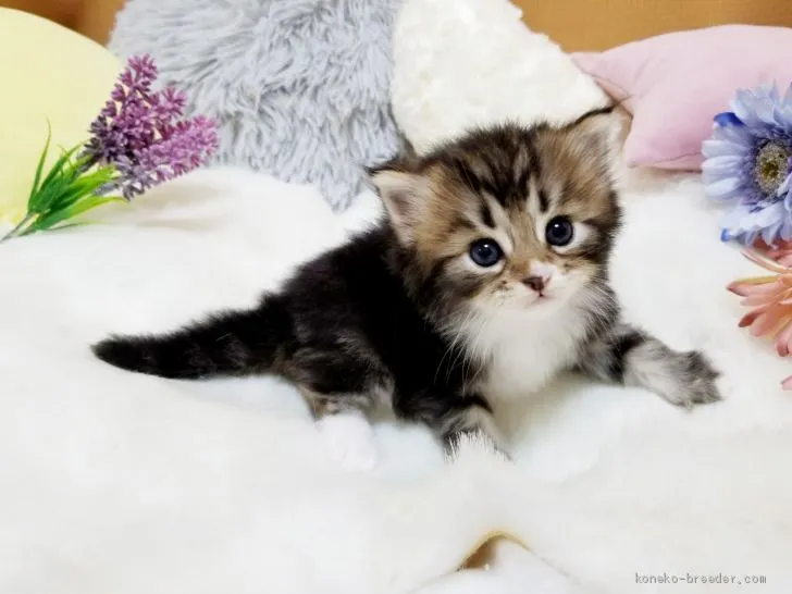 ID:2008-01934の子猫