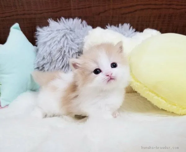 ID：2012-01175の子猫