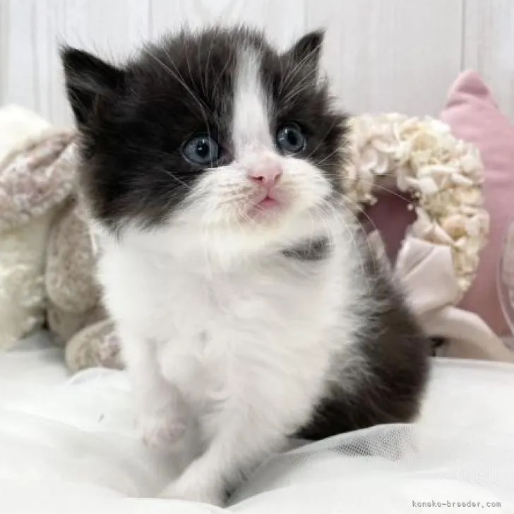 ID:2302-00997の子猫