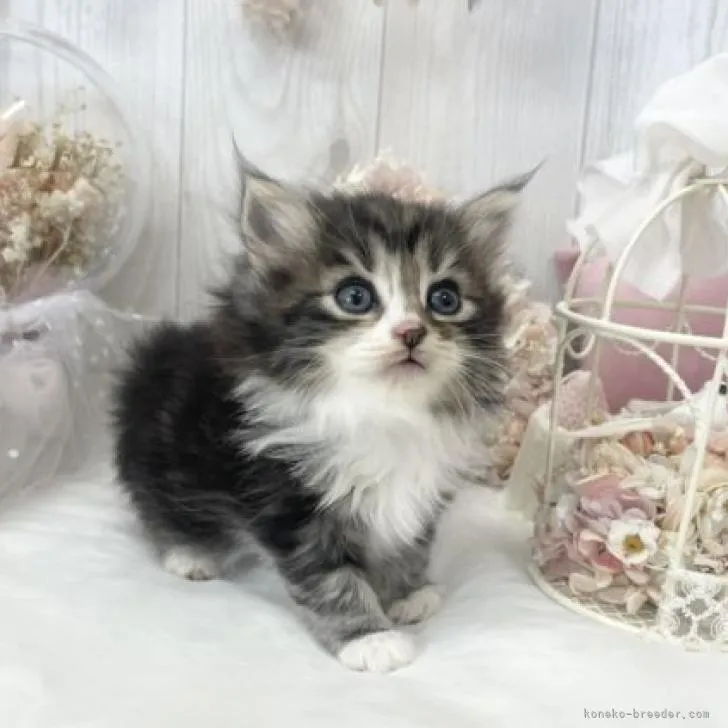 ID：2207-00915の子猫