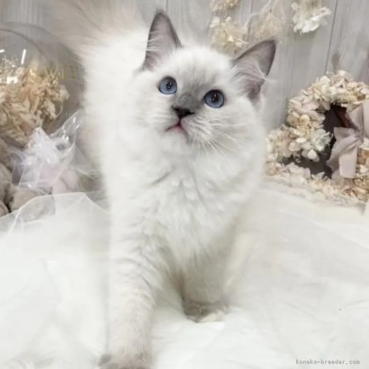 ID：2211-00961の子猫