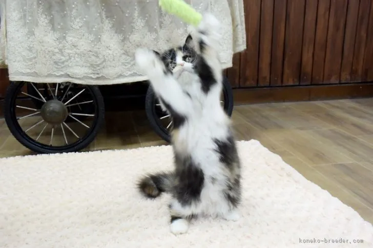 ID：1902-00219の子猫