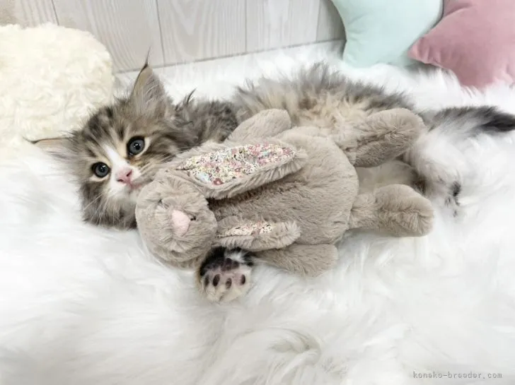 ID:2202-01327の子猫