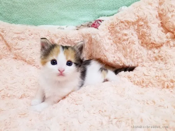 トンチャン 様のお迎えした子猫