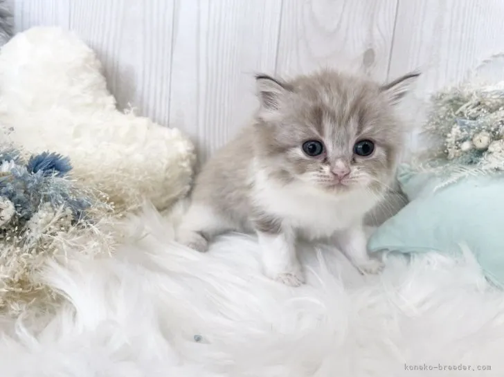 ID：2204-01298の子猫