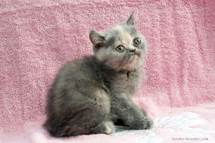 ID：1911-01336の子猫