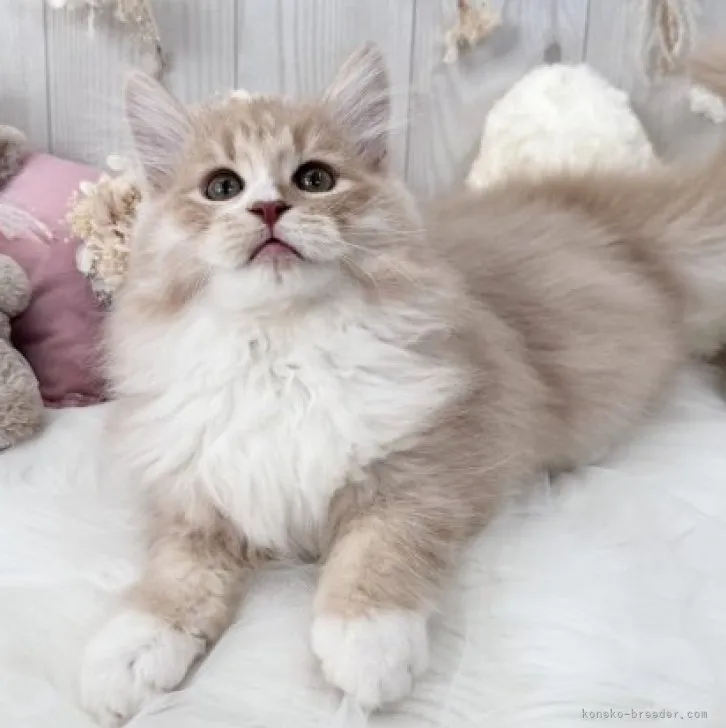 ID：2309-02177の子猫