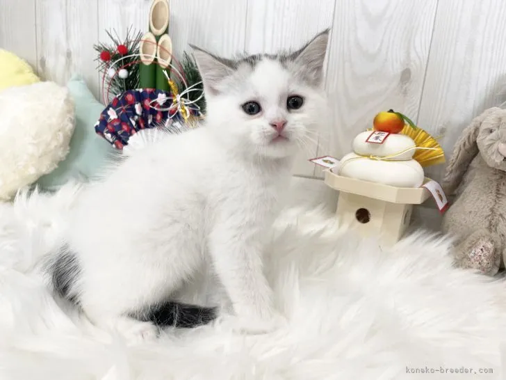 ID：2112-02126の子猫