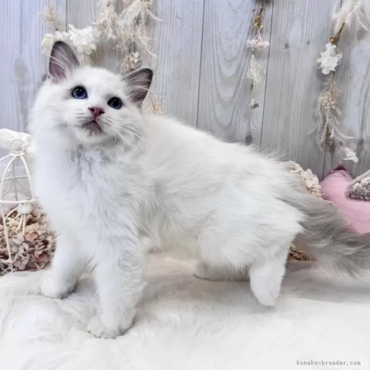 ID：2310-02934の子猫