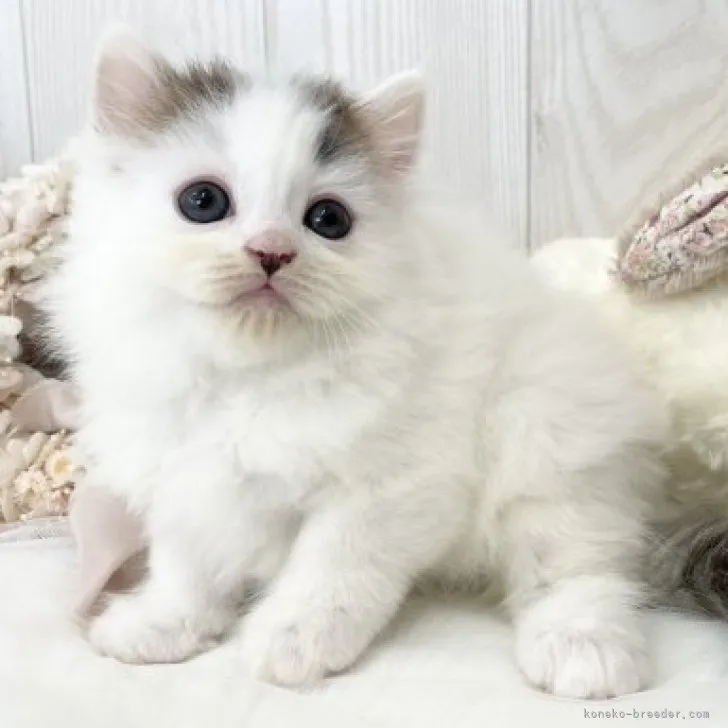 ID：2305-00931の子猫