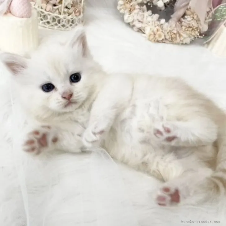 ID：2305-00668の子猫