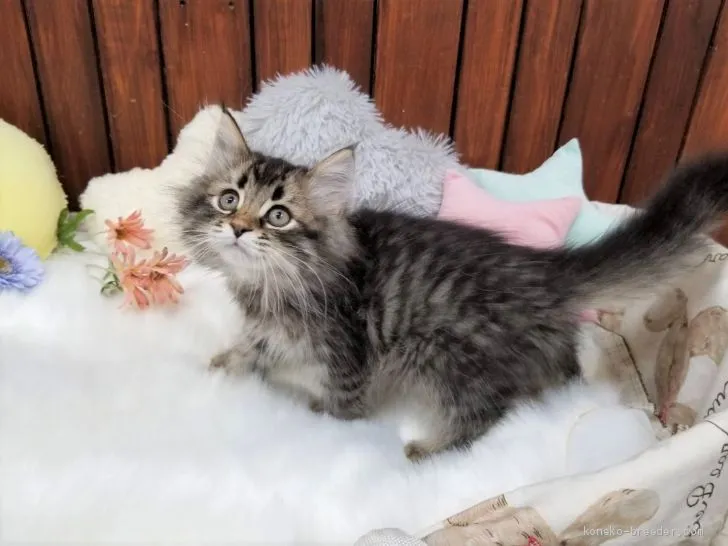 ID：2008-01933の子猫