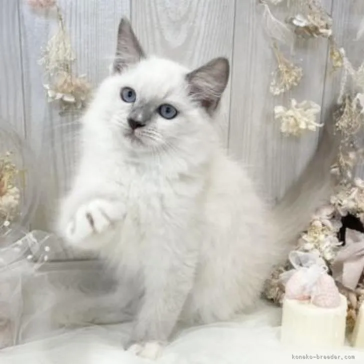ID：2211-00959の子猫