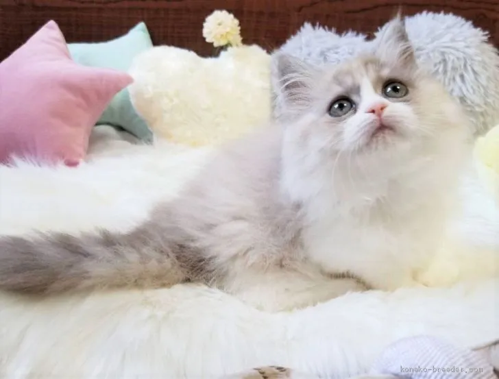 ID:2101-01600の子猫