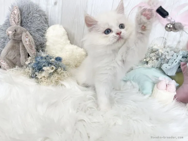 ID：2203-01873の子猫